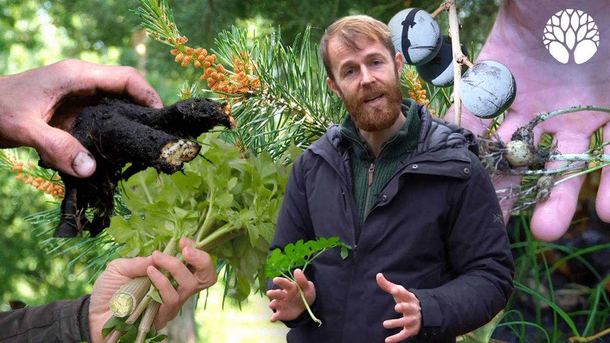 5 plantes sauvages du mois de novembre !
