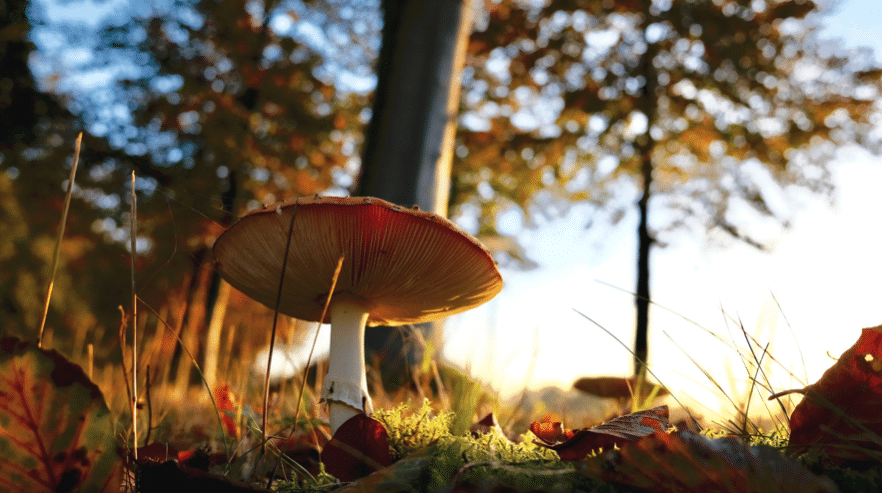 visuel d'un champignon dans une forêt