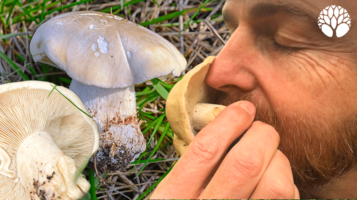 Le tricholome de la Saint-Georges, champignon de printemps