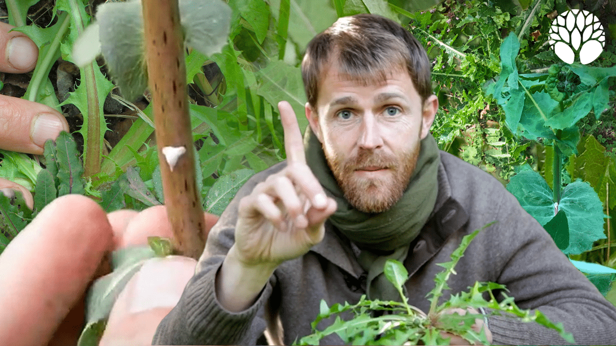 8 "laitues" sauvages à reconnaitre