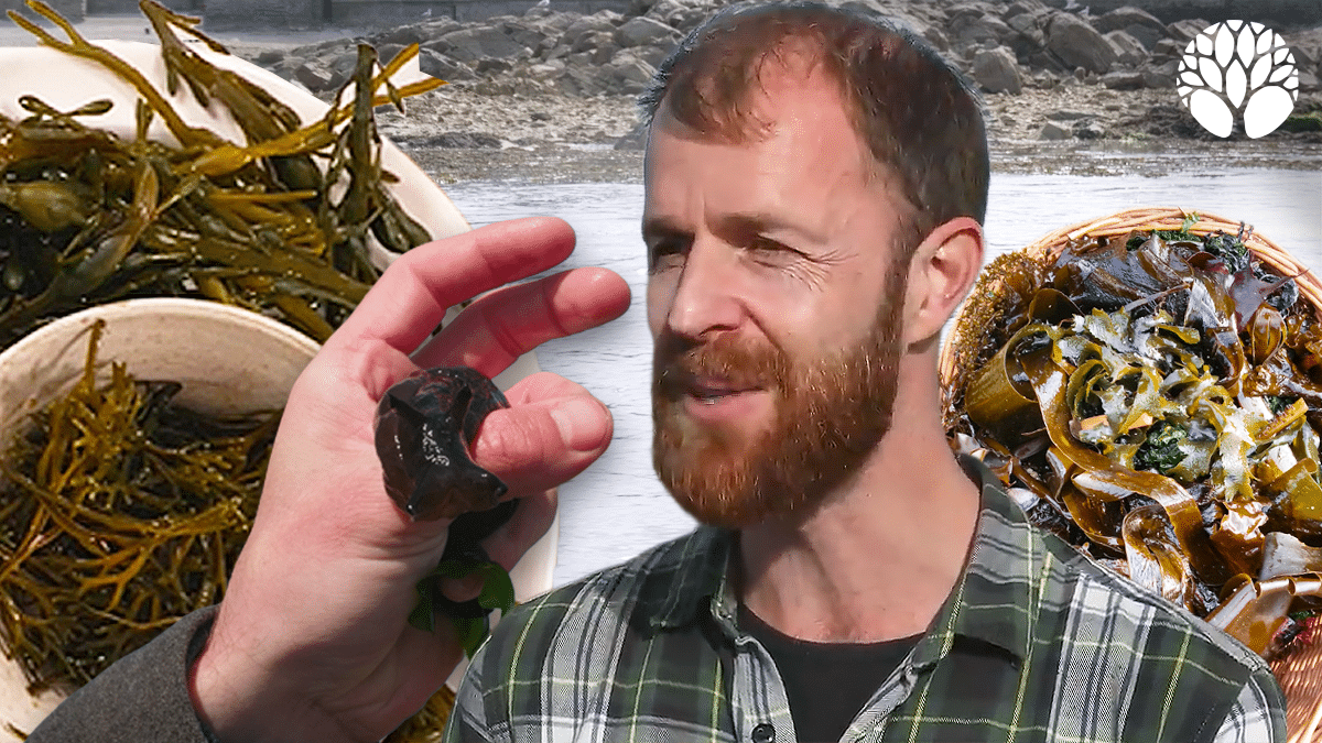 La cueillette d’algues : une expérience accessible, gourmande et sauvage