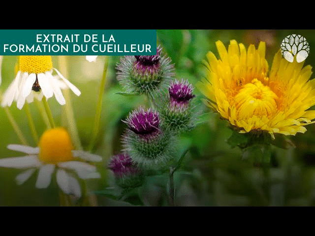 10 plantes sauvages à cueillir toute l'année : focus sur la famille des Asteraceae