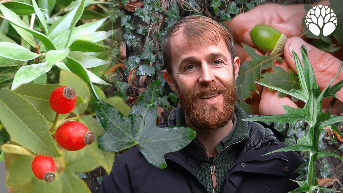 5 plantes sauvages du mois de décembre !