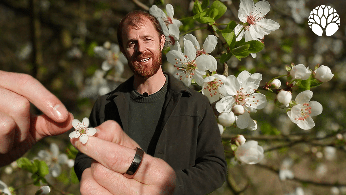 Reconnaître et cueillir les fleurs du myrobolan ou prunier sauvage