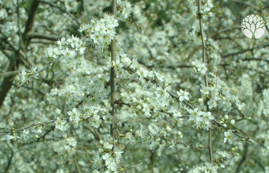 Reconnaître et cueillir les fleurs de pruniers sauvages