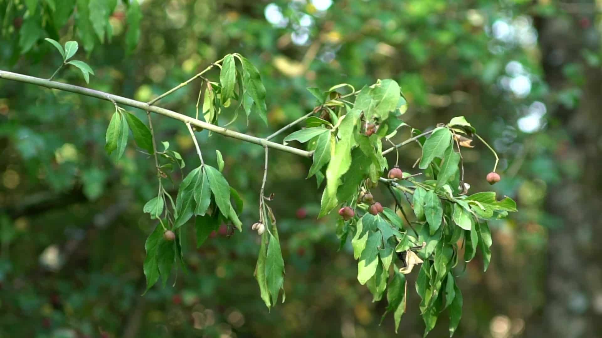 Une branche d'arbuste du fusain d'europe avec ses fruits