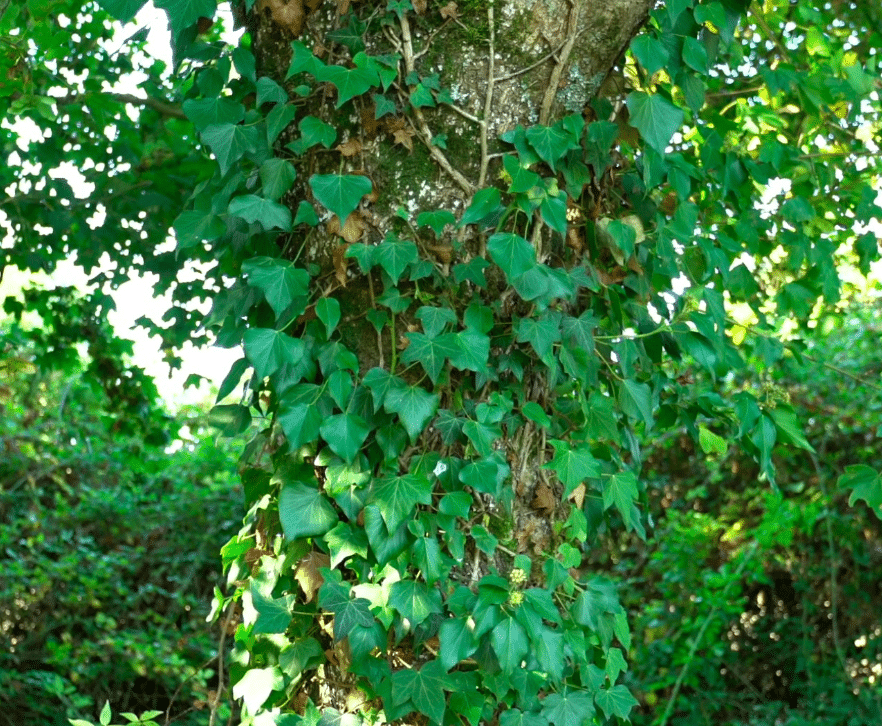 Le lierre grimpant sur un arbre