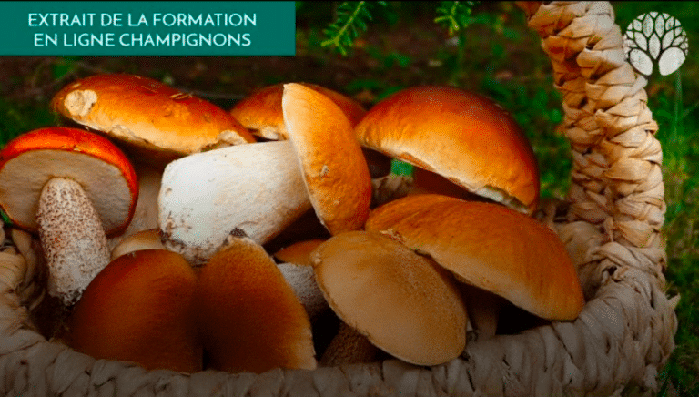 Tout sur les bolets et les cèpes