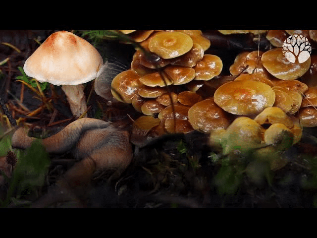 Ces 5 champignons sont MORTELS !