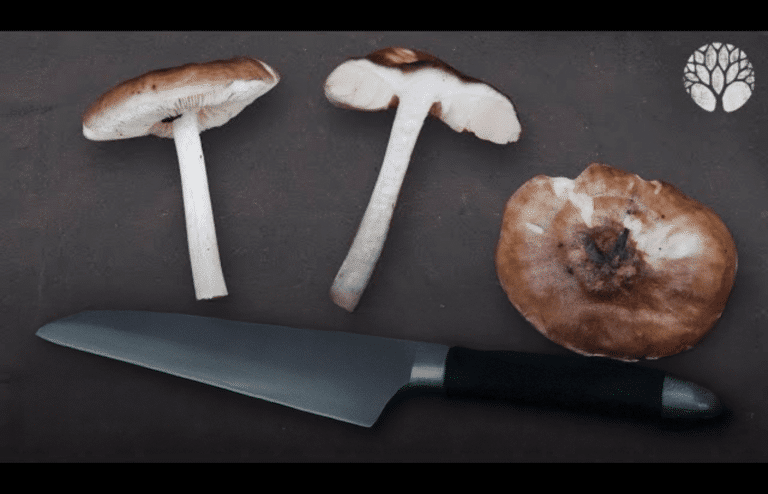 Bien identifier son champignon : exemple de la Collybie