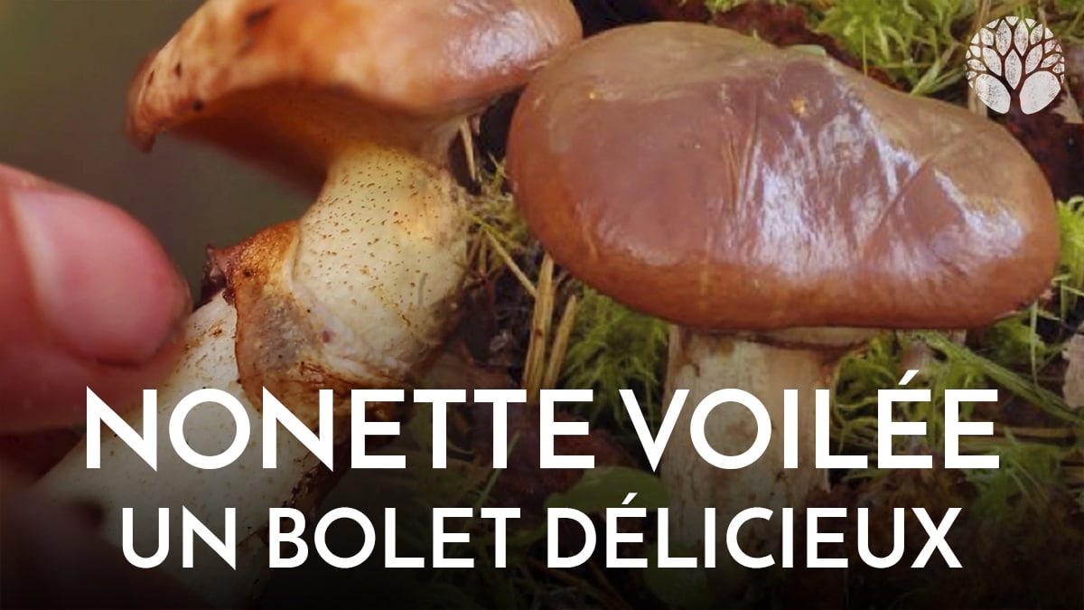 Nonnette voilée : un bolet délicieux !