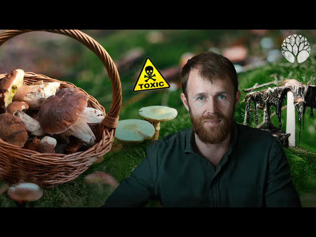 La cueillette de champignons sans risques