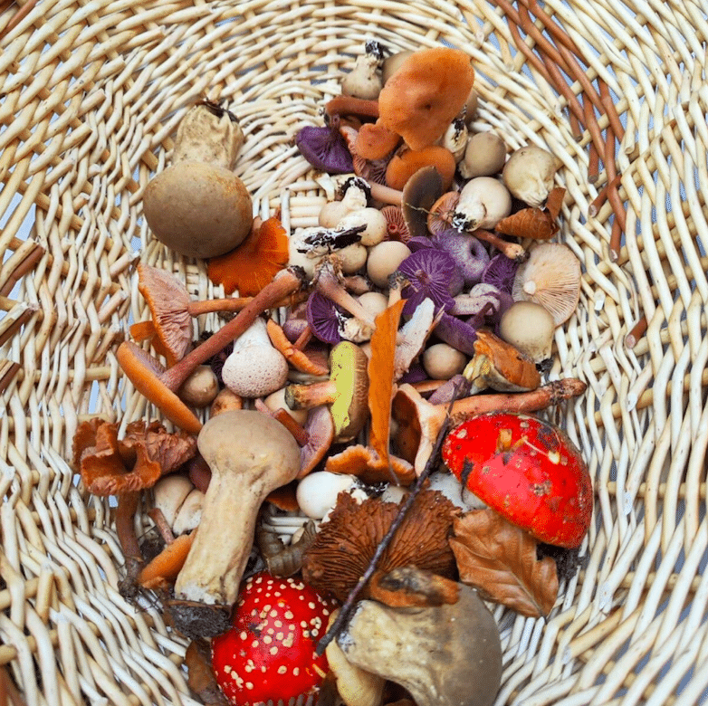 Photo de panier avec des champignons de toutes espèces à l'intérieur