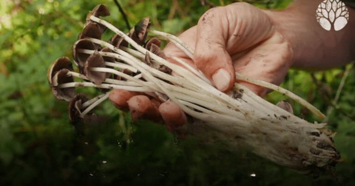 Les champignons sont-ils toxiques au toucher ?