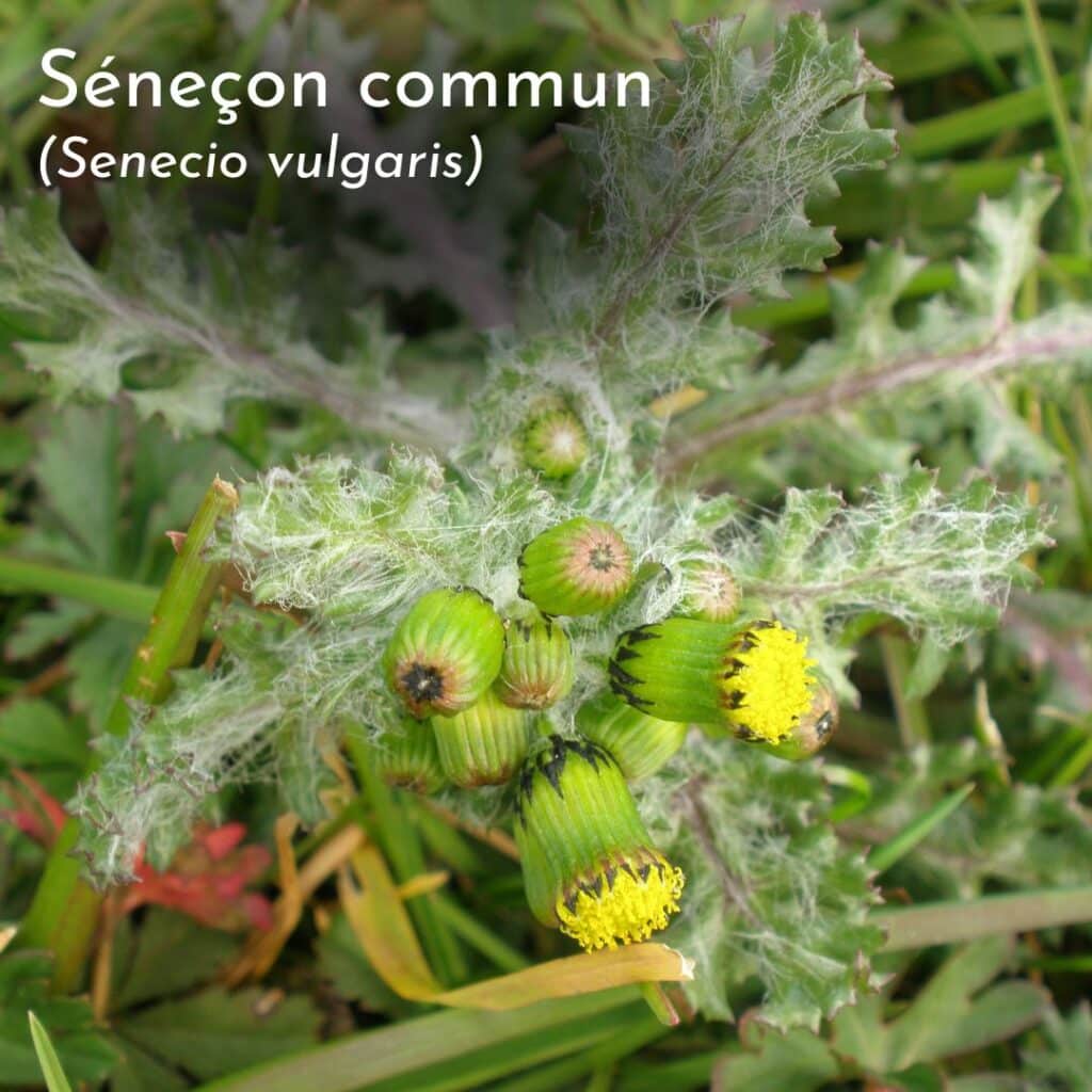 Plante Ressemblant Au Senecon
