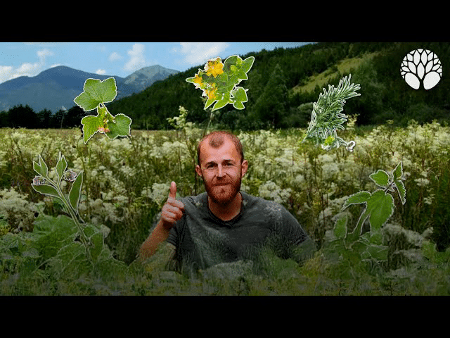 10 plantes sauvages contre les troubles ostéo-articulaires et musculaires