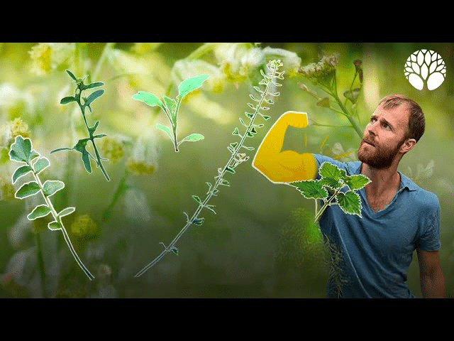 Le top 5 des plantes sauvages riches en protéines