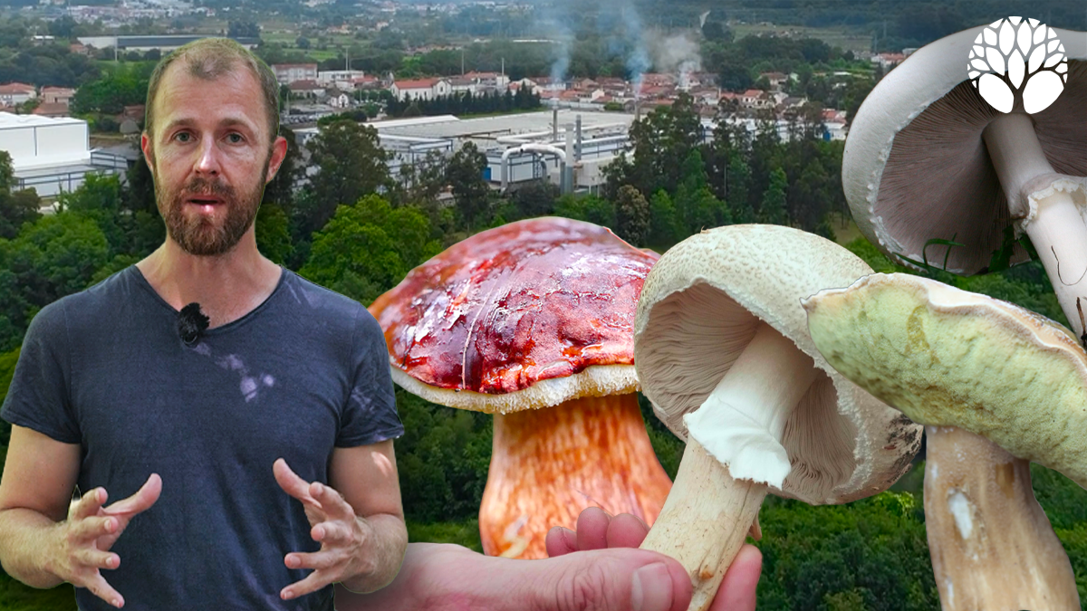 Pollution et métaux lourds : quels effets sur les champignons ?