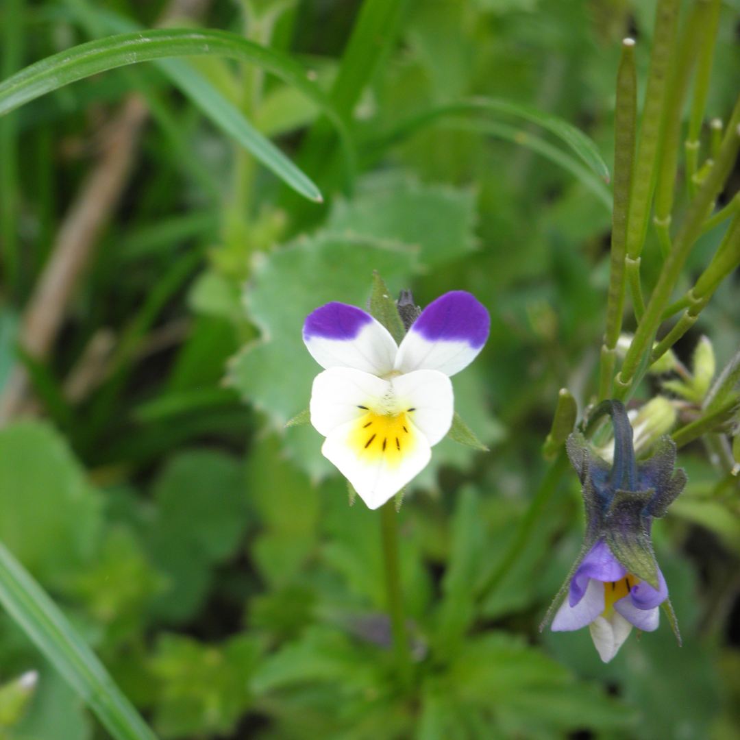 D clin Des Insectes D clin Des Plantes Fleurs Le Chemin De La Nature