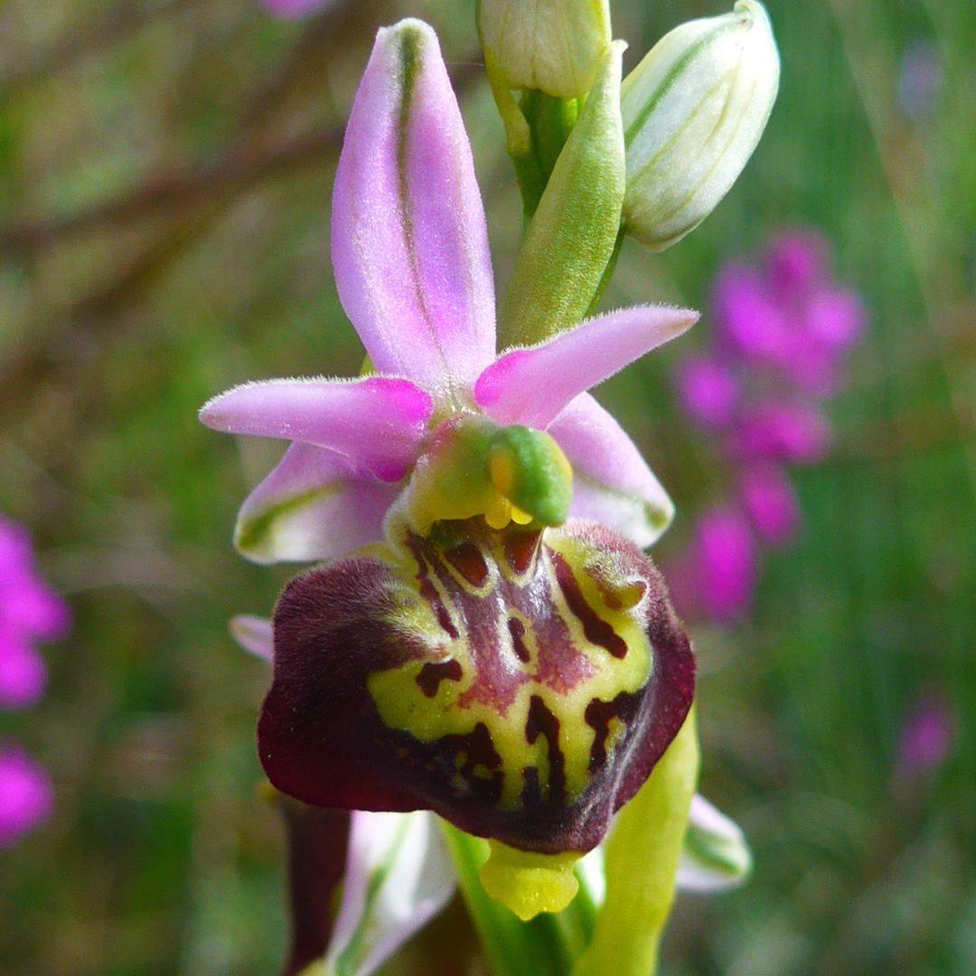 D clin Des Insectes D clin Des Plantes Fleurs Le Chemin De La Nature