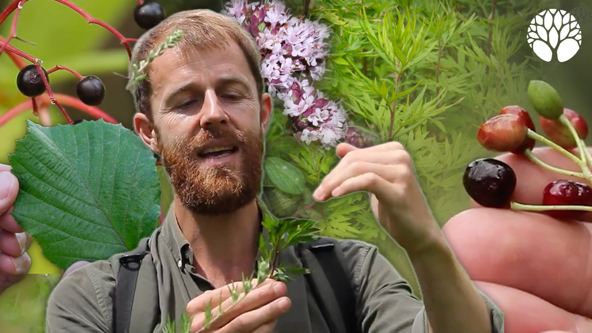 5 plantes sauvages du mois de juillet !