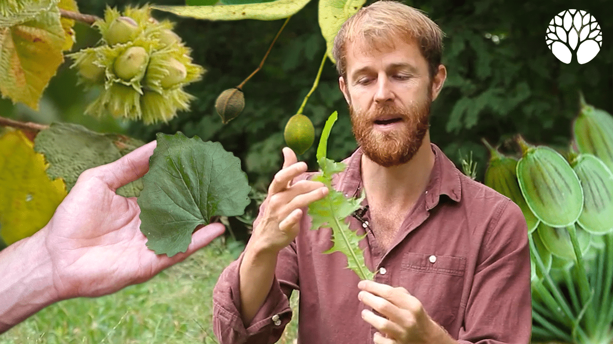 5 plantes sauvages du mois d'août !