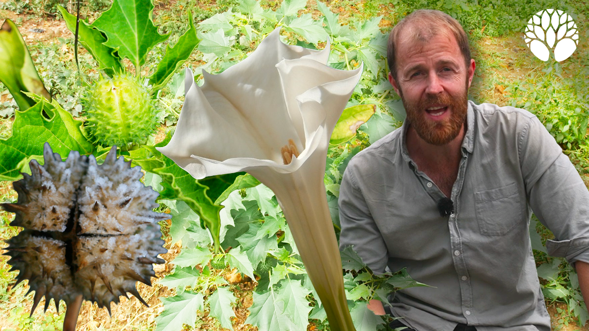 Le datura : comment reconnaître cette plante extrêmement toxique ?