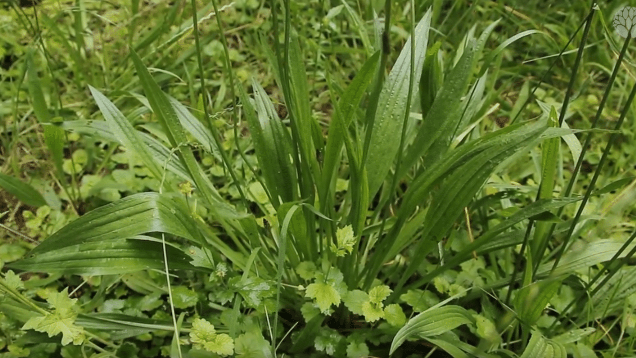 LE PLANTAIN LANCÉOLÉ