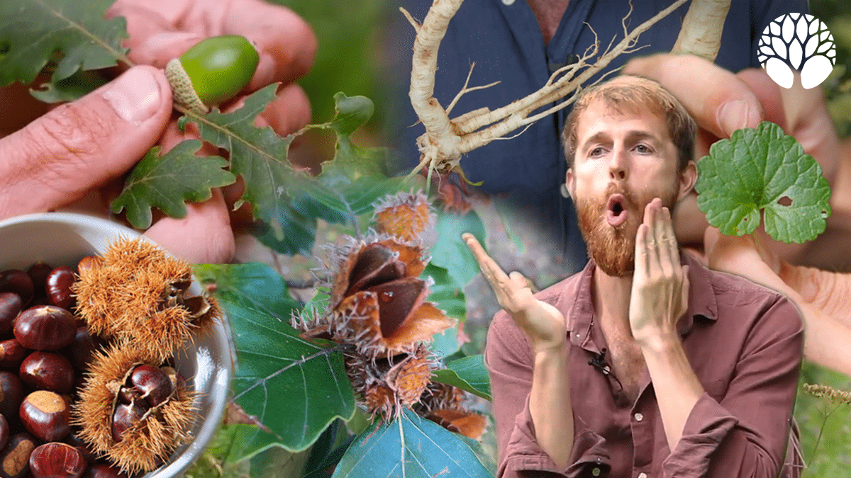 5 plantes sauvages du mois de septembre !