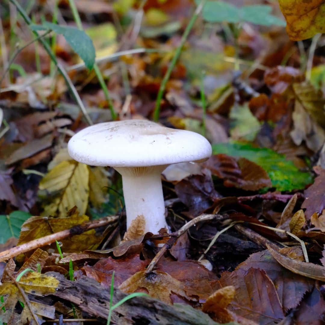 Le clitocybe nébuleux est-il comestible ?