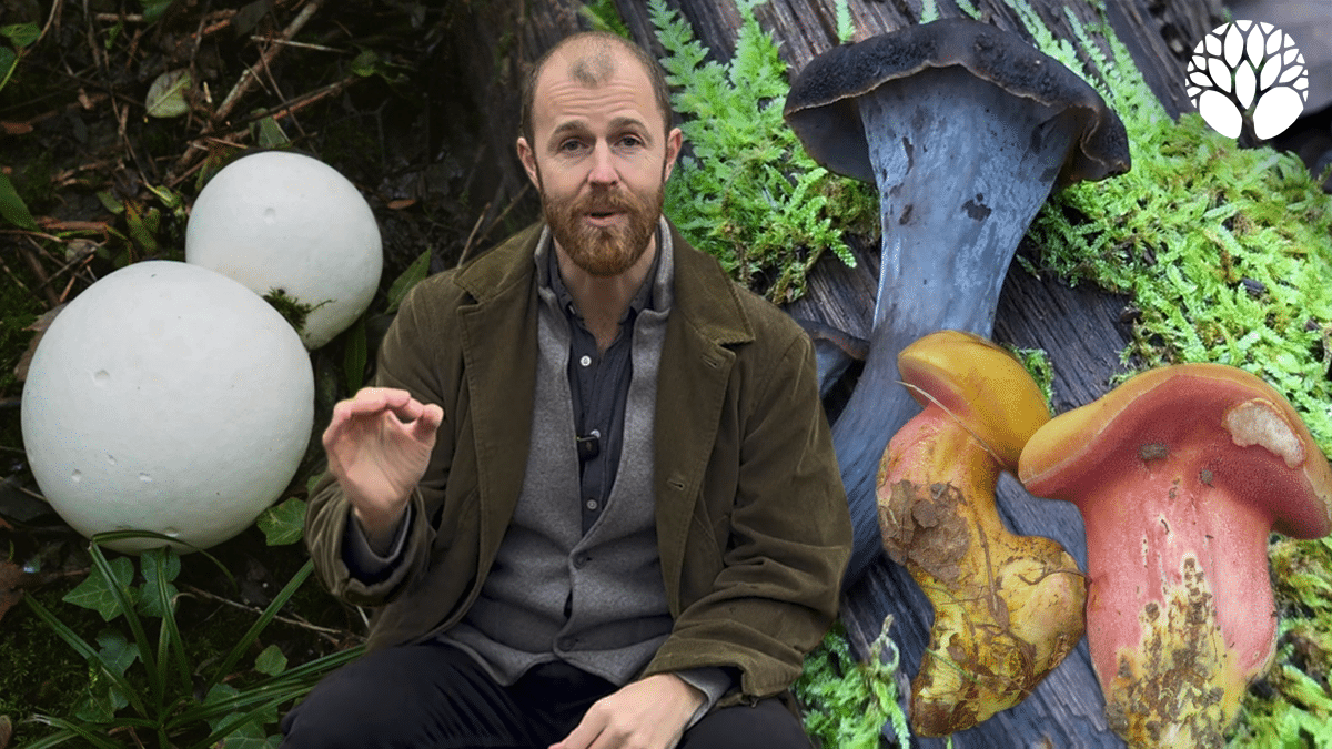 La protection des champignons : un règne oublié