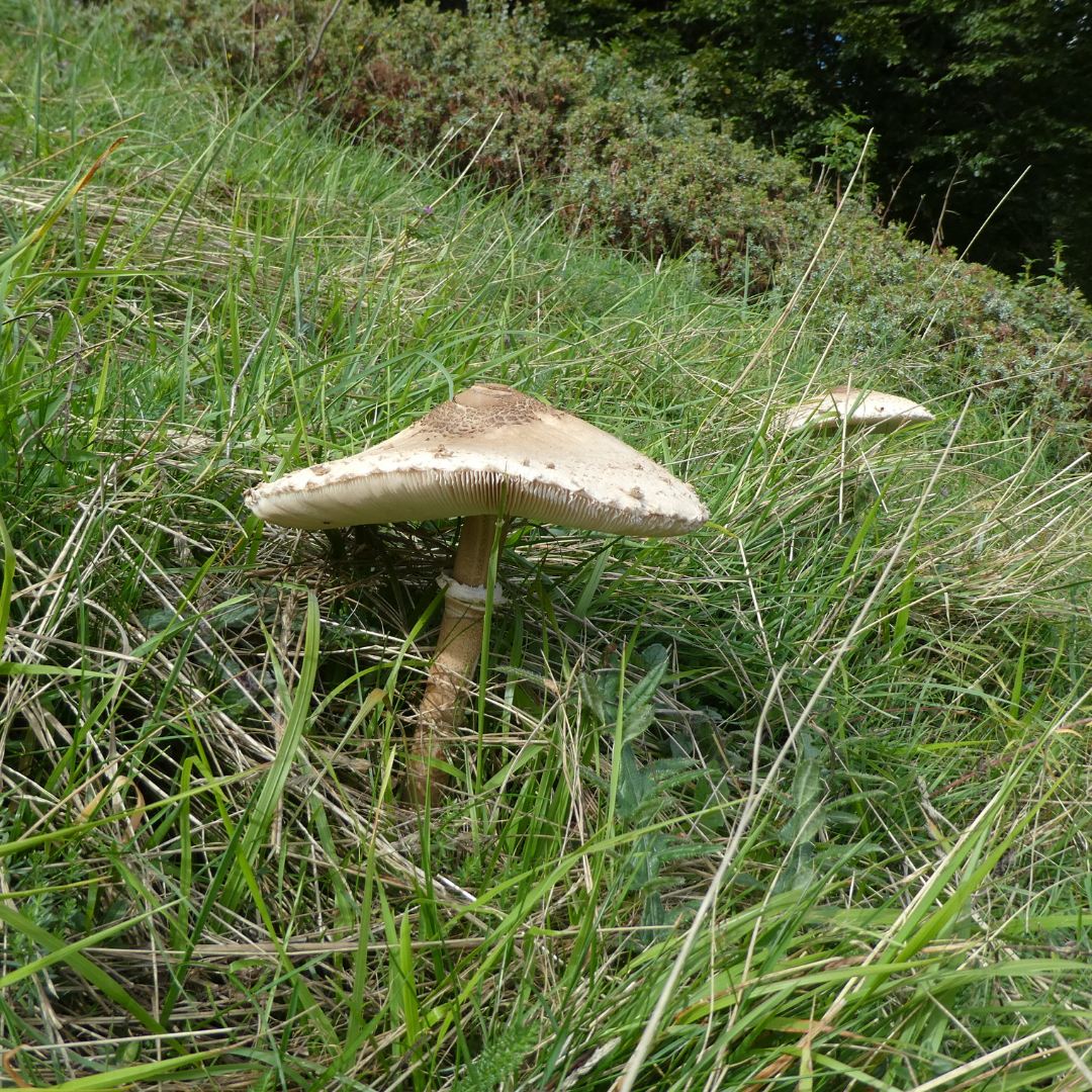 La protection des champignons : un règne oublié
