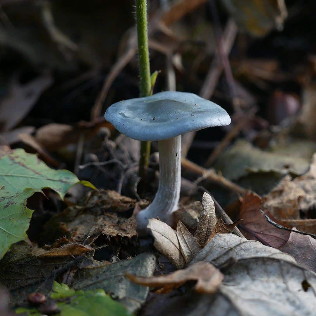 Le clitocybe anisé : du pastis dans nos forêts
