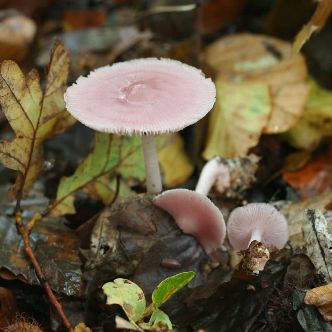 La mycène rose est-elle hallucinogène ?