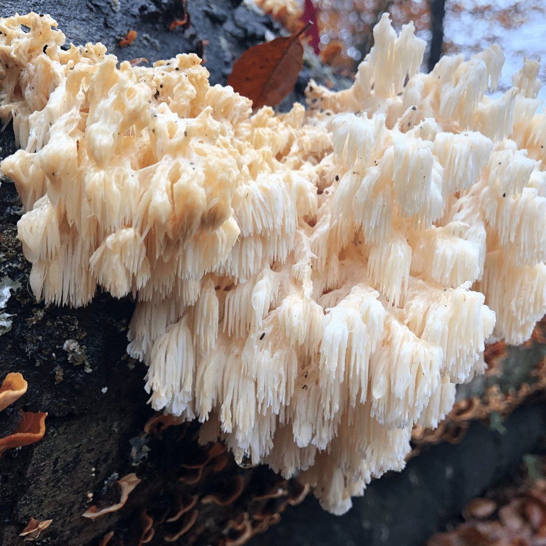La protection des champignons : un règne oublié