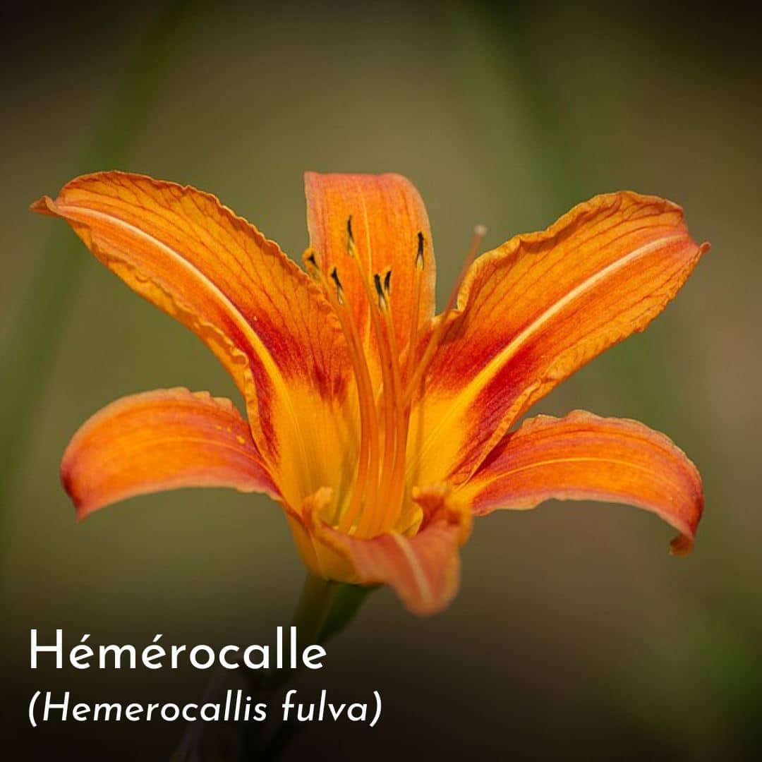 10 fleurs sauvages et ornementales comestibles dans votre jardin