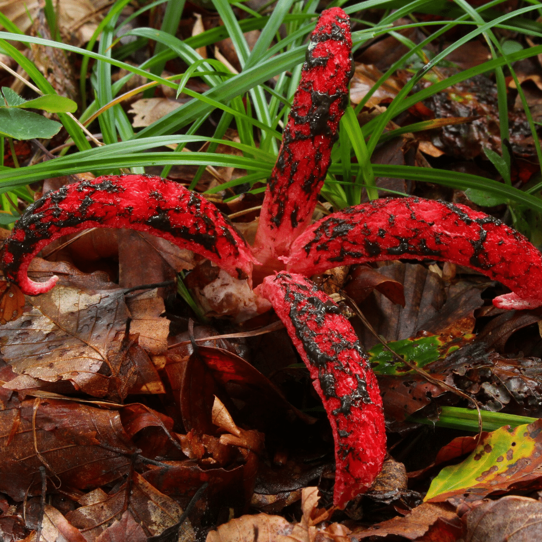 Anthurus d'Archer : un champignon effrayant !
