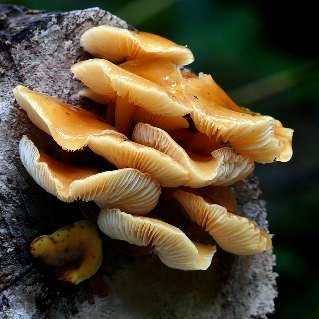 La collybie à pied velouté : l'incontournable de l'hiver !