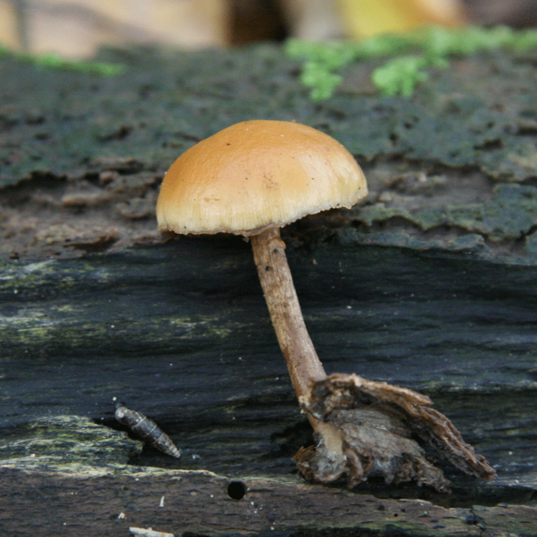 La galère marginée est mortelle, attention aux confusions