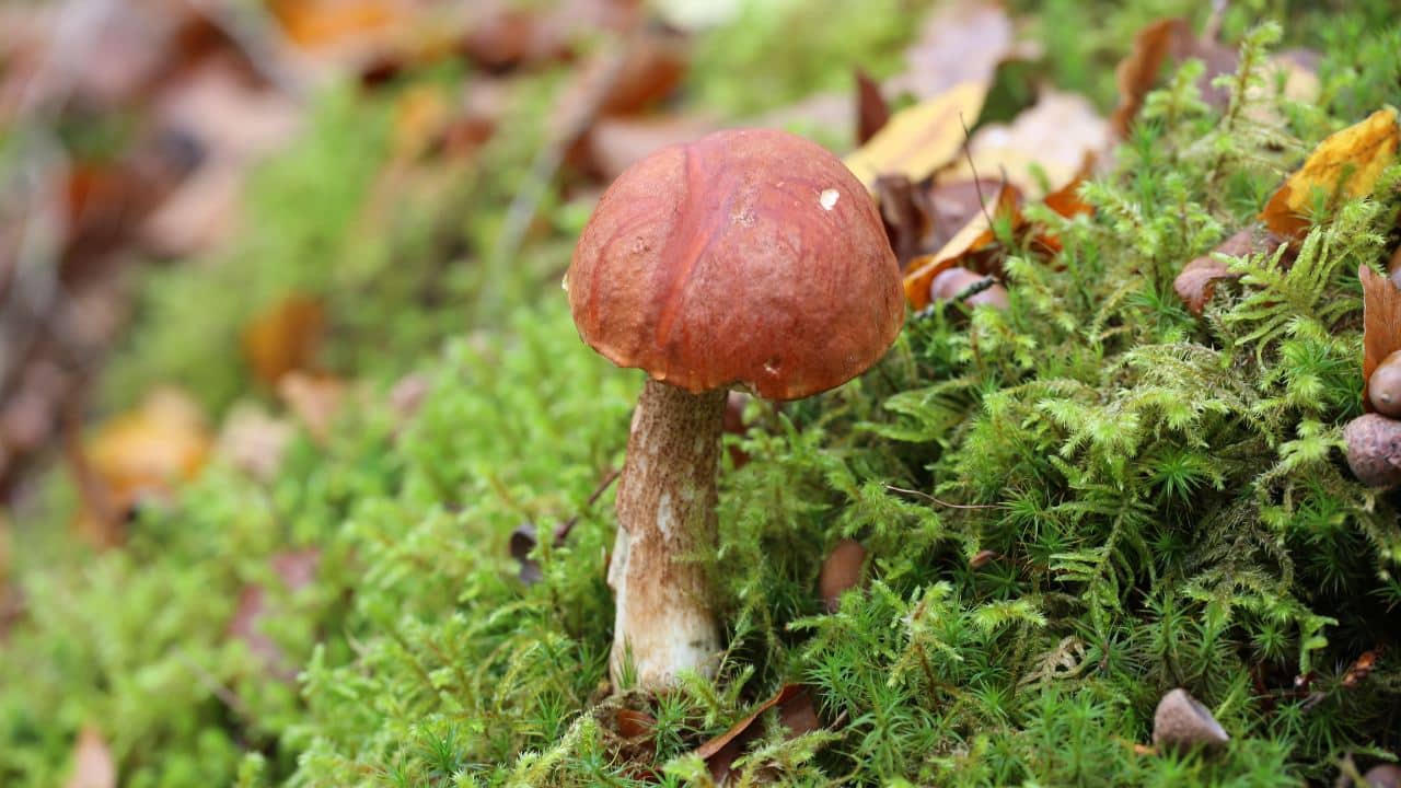 Le bolet orangé du chêne
