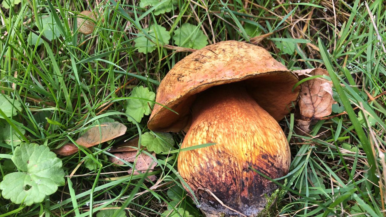 Le bolet blafard est comestible !