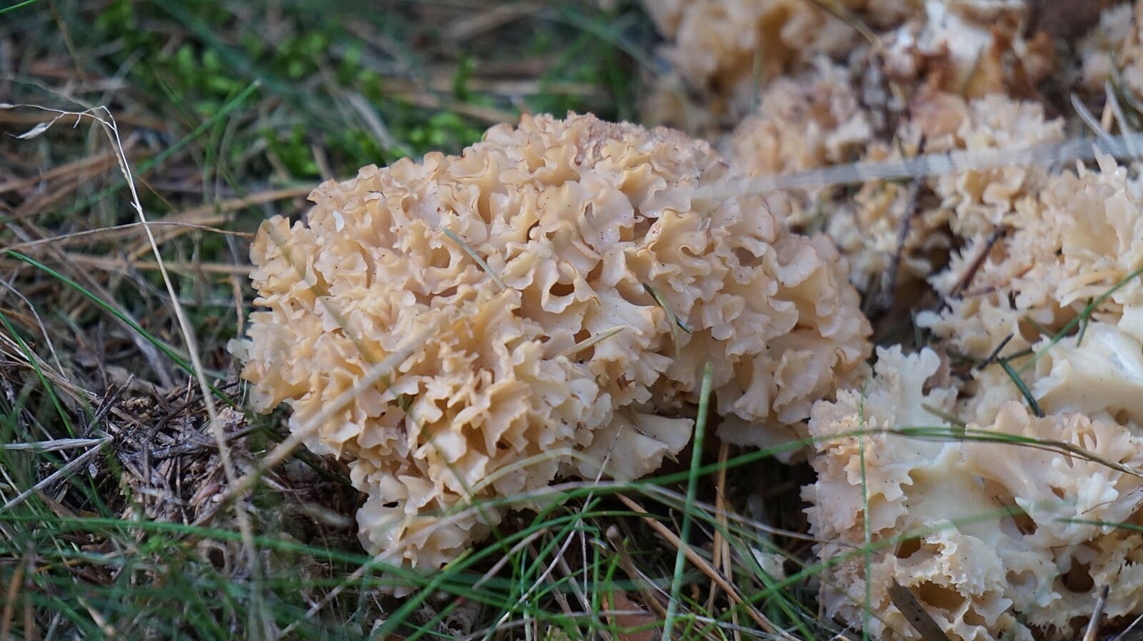 Le sparassis crépu, champignon délicieux