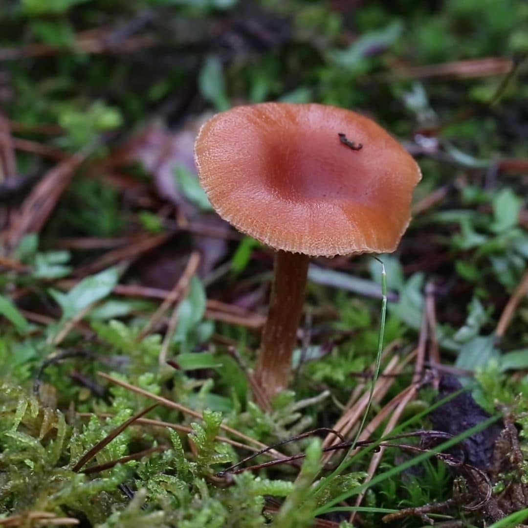 Le laccaire laqué est comestible