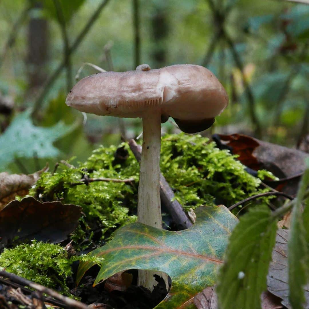 La Plutée couleur de cerf : un champignon comestible toute l’année