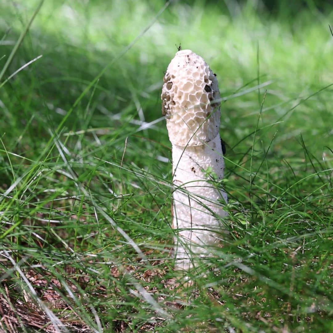 Le champignon phallus ou satyre puant.