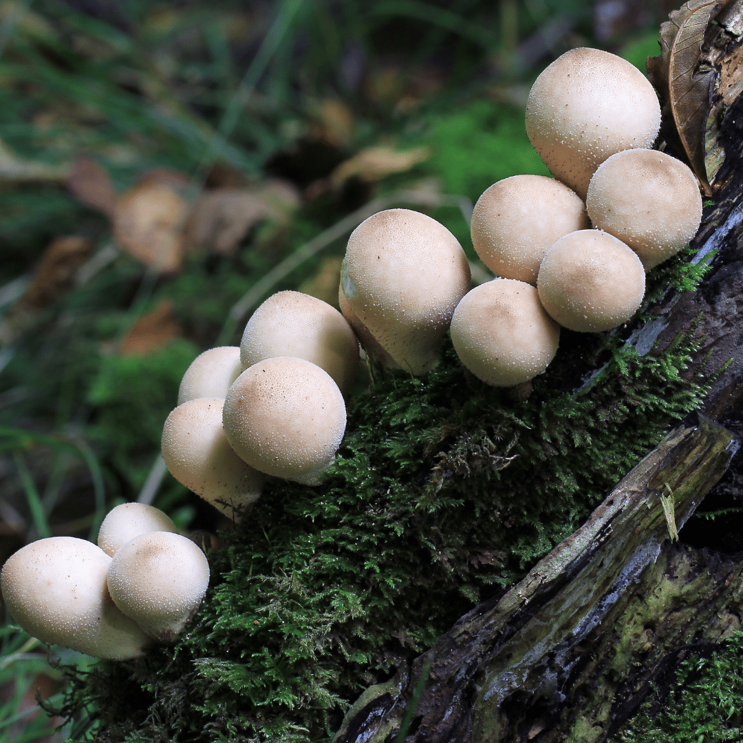 La vesse-de-loup en poire, champignon comestible