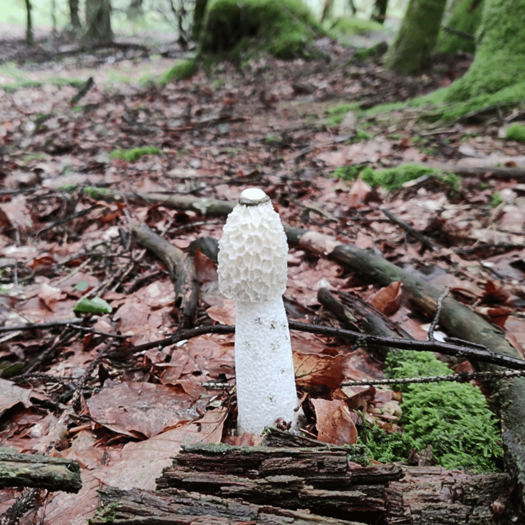 Le champignon phallus ou satyre puant.