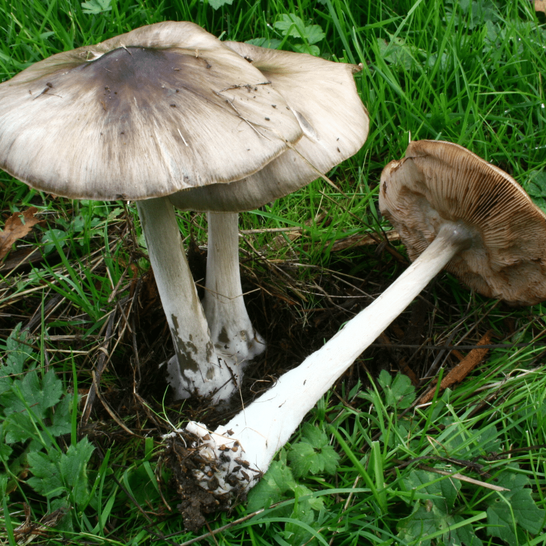 La volvaire élégante est comestible mais attention aux confusions