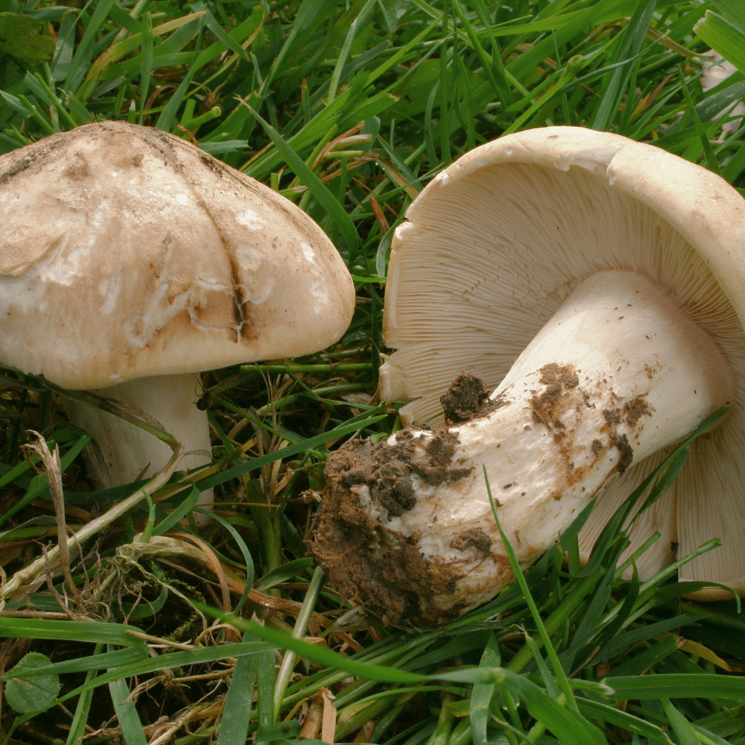 Le tricholome de la Saint-Georges, champignon de printemps