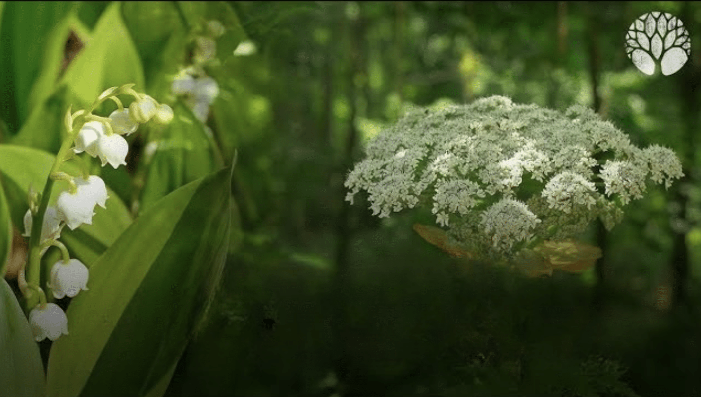 La toxicité des plantes